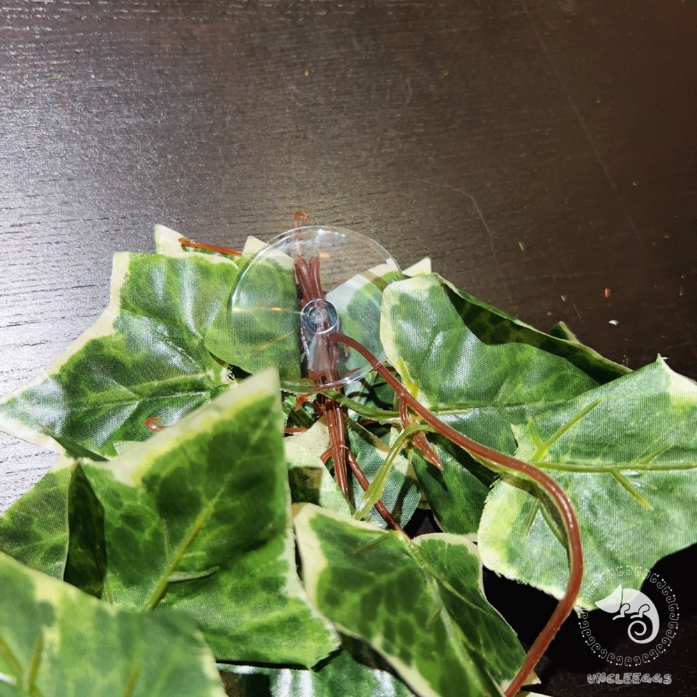 蛋叔叔-NOMO-仿真掛葉-白貝葉/變色龍/鬆獅蜥/睫角守宮/樹蛙/紅眼樹蛙/巨人守宮/植物爬藤/雨林缸/藤蔓/樹棲-細節圖5