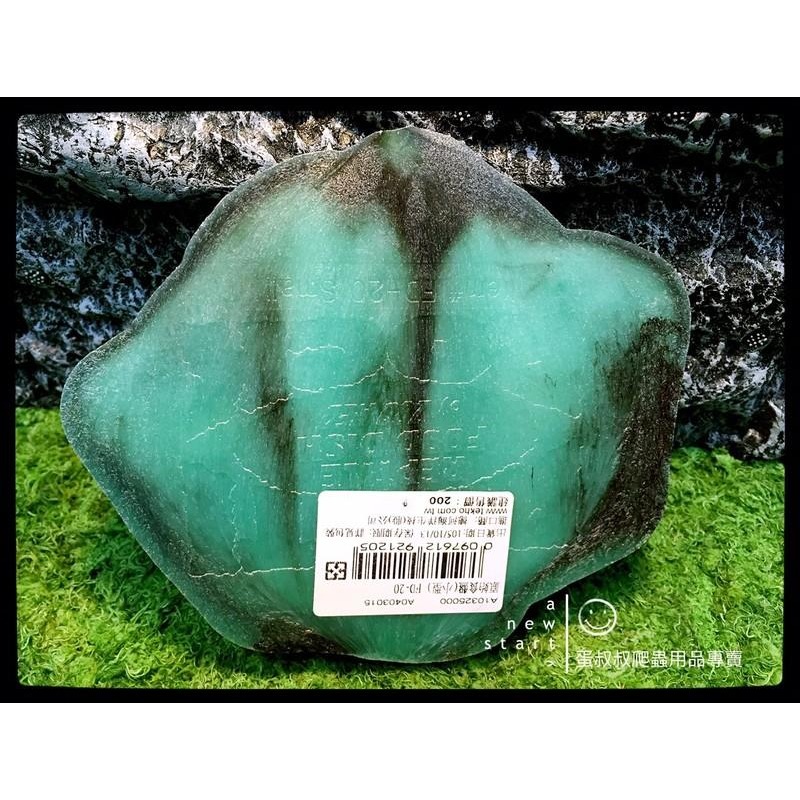 蛋叔叔-Zoomed原始食盤(四種尺寸)/食盆/水盆/水盤/泡澡/菜盤/陸龜/鬆獅蜥/草巨/亞達伯拉-細節圖4