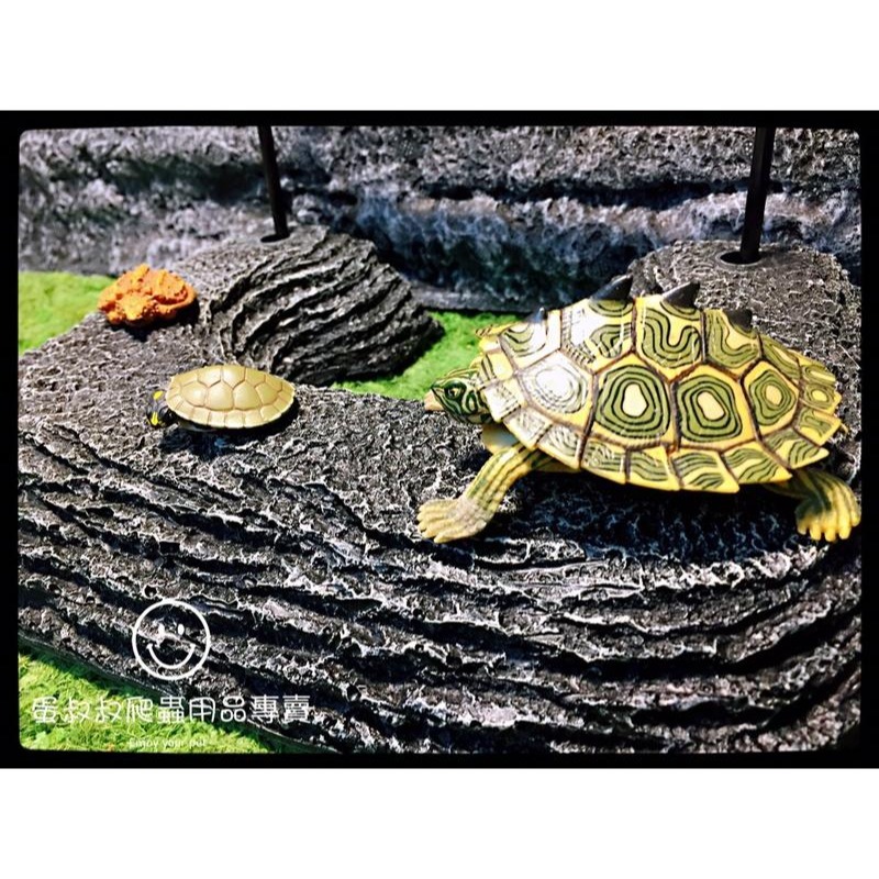 蛋叔叔-Suisaku水作烏龜浮島/曬台/浮台/浮島/烏龜島/巴西龜/地圖龜/大花臉/台灣龜/側頸龜/忍者龜-細節圖6