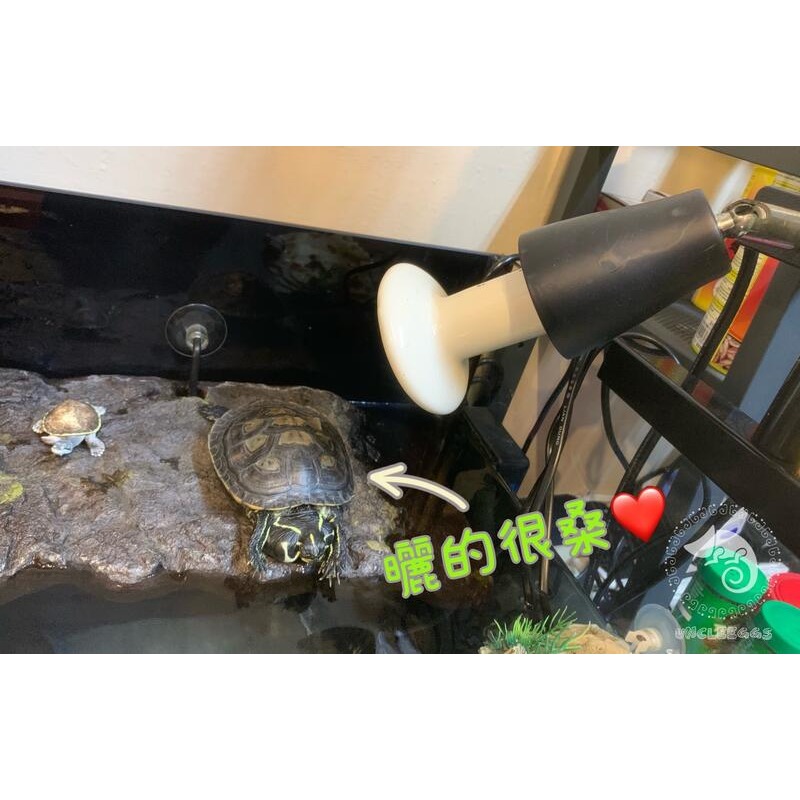 蛋叔叔-OTTO遠紅外線陶瓷加熱器S/L/陶瓷燈泡/加溫燈/加熱燈/陶瓷燈/夜間加溫/夜晚加溫/無光加溫/夜燈/陶瓷加溫-細節圖2