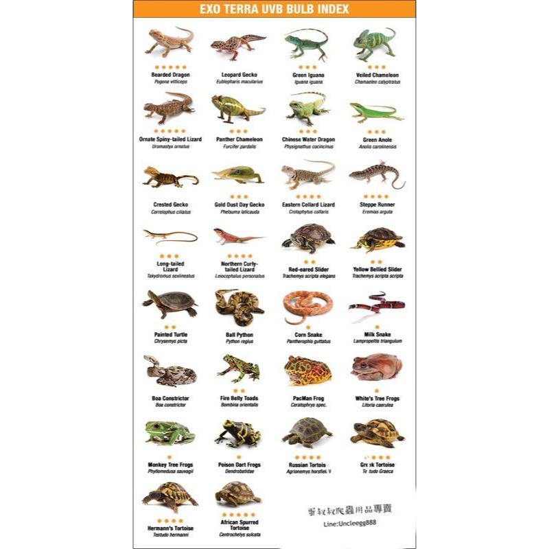 蛋叔叔【預購】Zoomed爬蟲UVB燈管T5-10.0/紫外線燈管/沙漠型/太陽燈/補鈣/增豔-細節圖8