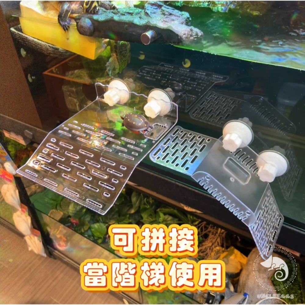 蛋叔叔-爬蟲先生-烏龜橋型爬台/曬台/浮台/烏龜島/曬背/壓克力/吸盤式/休息台/睫角守宮/巨人守宮/樹蛙/寄居蟹/蠑螈-細節圖4