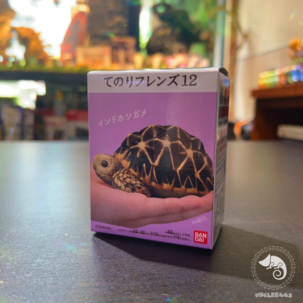 蛋叔叔-BANDAI-掌上好朋友-爬蟲食玩/第十二代/掌心陸龜/陸龜公仔/陸龜盲盒/鱷龜/擬鱷龜/盒玩/陸龜模型/星龜-細節圖4