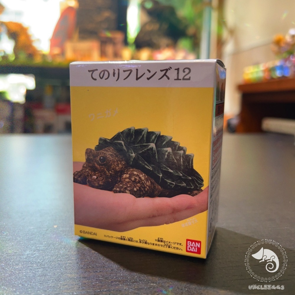 蛋叔叔-BANDAI-掌上好朋友-爬蟲食玩/第十二代/掌心陸龜/陸龜公仔/陸龜盲盒/鱷龜/擬鱷龜/盒玩/陸龜模型/星龜-規格圖4