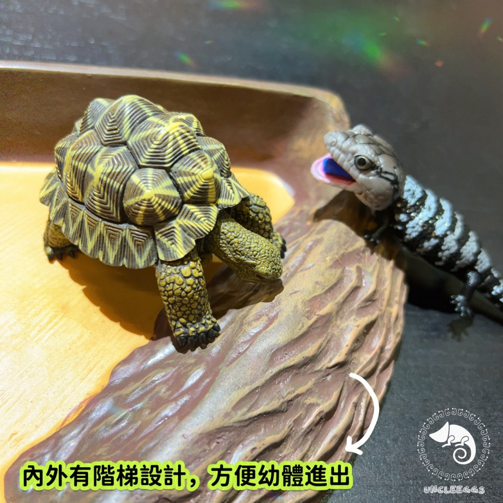 蛋叔叔-三角形餵食盆/A8750/水盆/食盆/水盤/斜坡/角落水盆/直角水盆/陸龜用/蜥蜴用-細節圖3