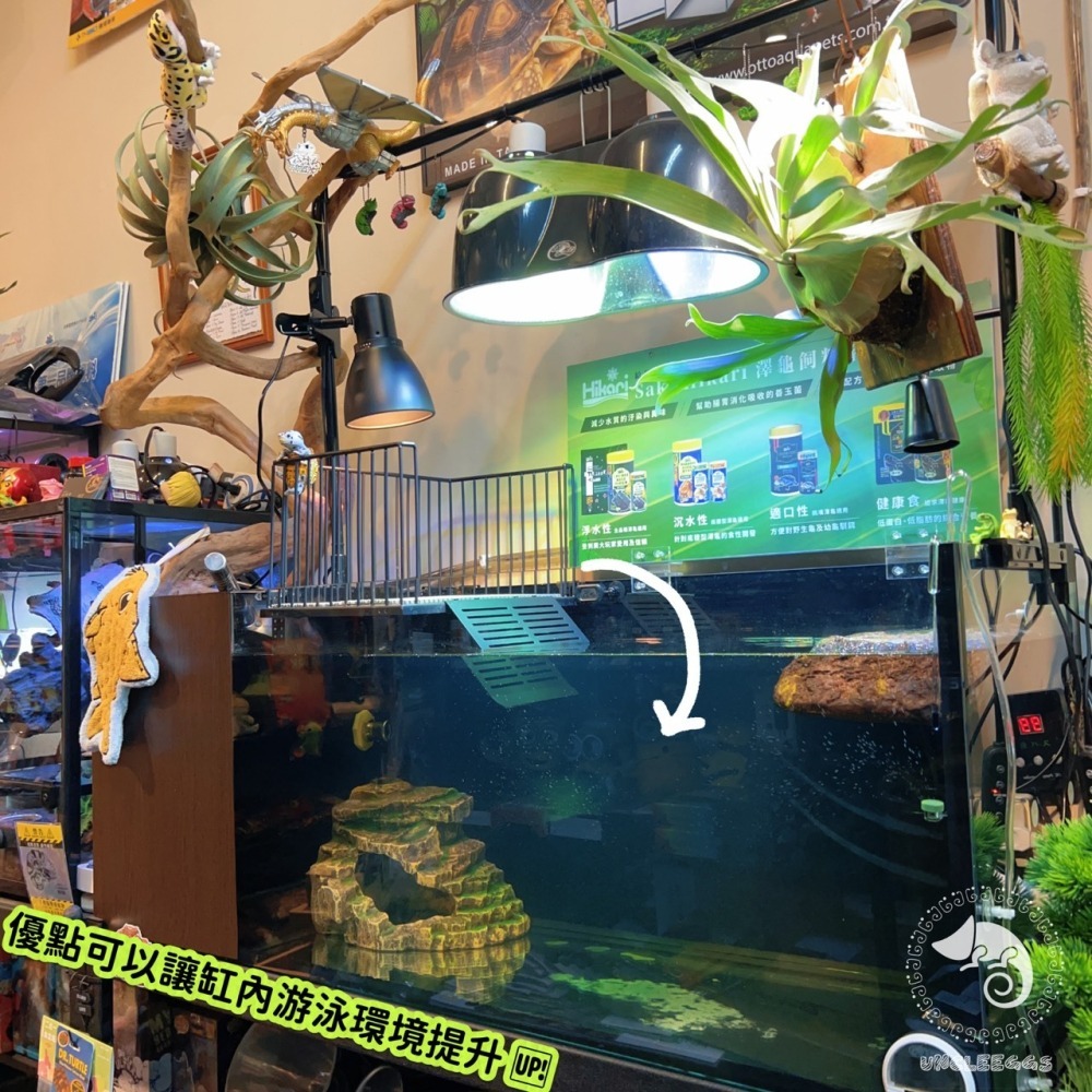 蛋叔叔-不鏽鋼掛勾爬台/烏龜/水龜/曬台/浮台/曬背/防逃/休息台/浮島/爬梯/設計缸/鑽紋龜/台灣龜-細節圖3