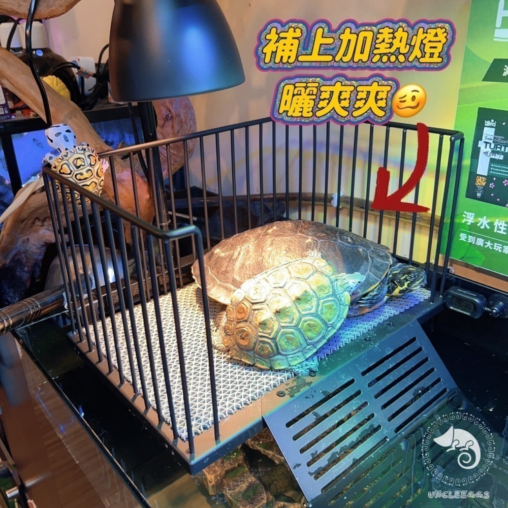 蛋叔叔-不鏽鋼掛勾爬台/烏龜/水龜/曬台/浮台/曬背/防逃/休息台/浮島/爬梯/設計缸/鑽紋龜/台灣龜-細節圖2