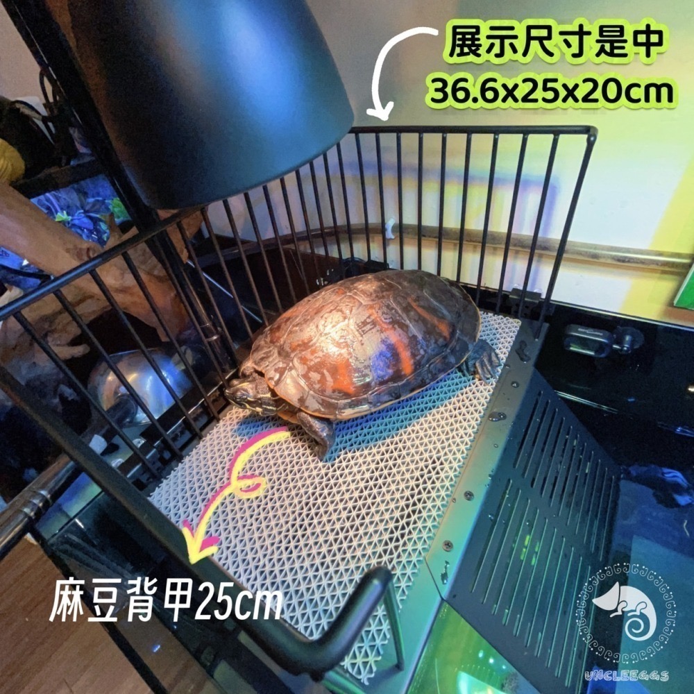 蛋叔叔-不鏽鋼掛勾爬台/烏龜/水龜/曬台/浮台/曬背/防逃/休息台/浮島/爬梯/設計缸/鑽紋龜/台灣龜-細節圖8