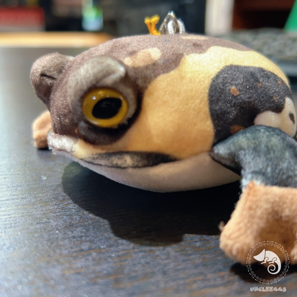 蛋叔叔【限量】饅頭蛙娃娃/Rain frog/雨蛙/親膚材質/吊飾/掛飾/毛絨玩具/散疣短頭蛙/鑰匙圈/療育公仔-細節圖2