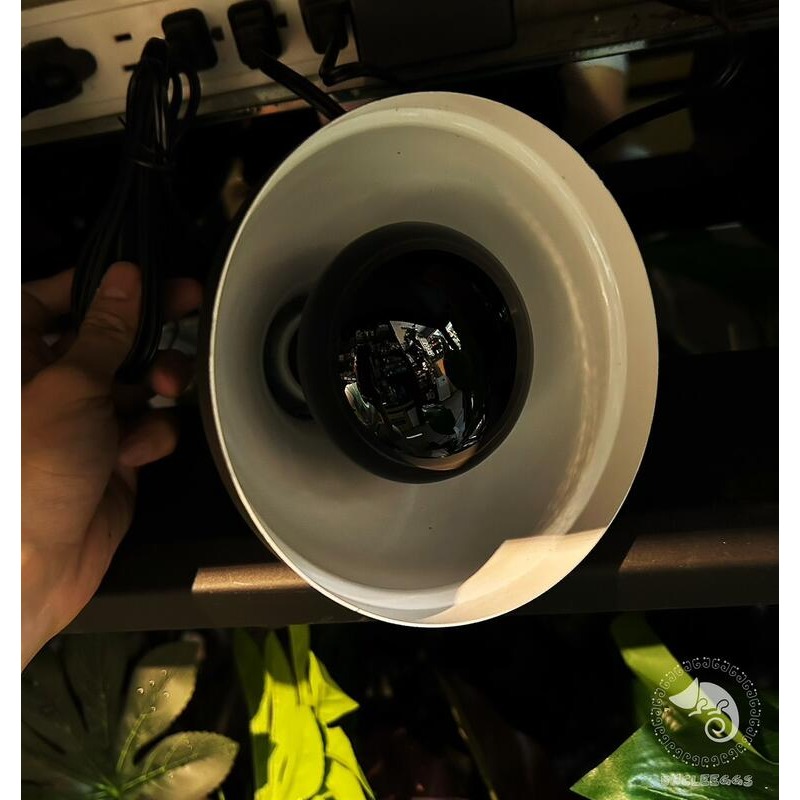 蛋叔叔-爬蟲月光保溫燈泡/取暖燈/加溫燈/低光源/夜間用/樹蛙/蜜袋鼯/陸龜/巨蜥/睫角/變色龍/鬆獅蜥/加熱燈-細節圖2