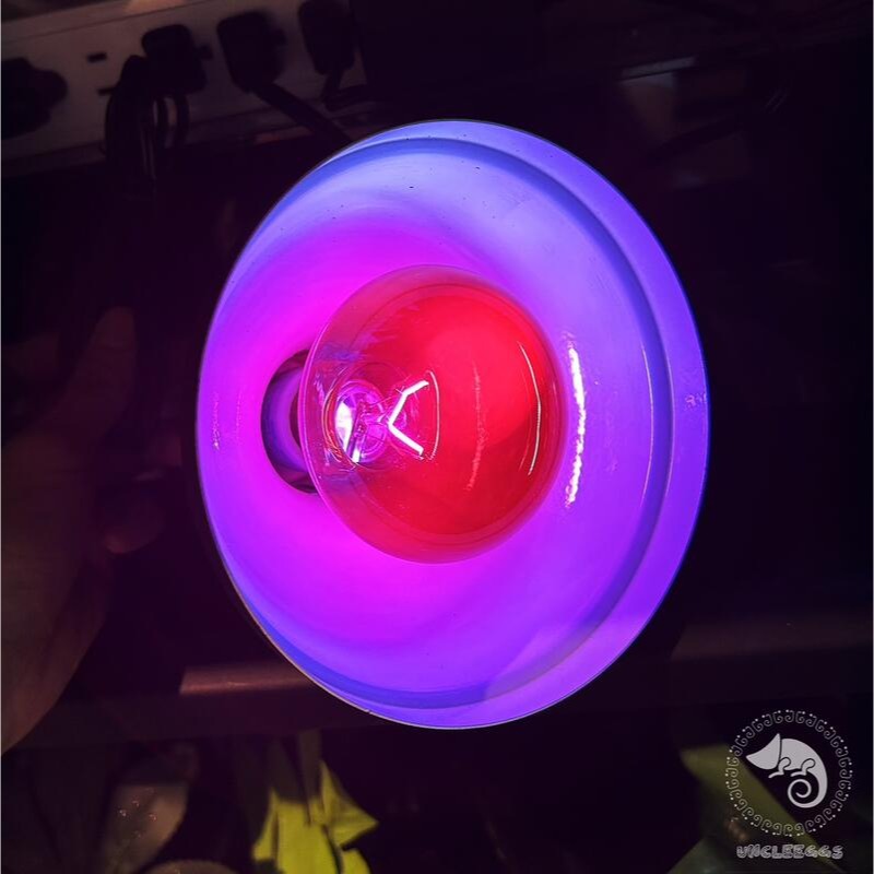 蛋叔叔-爬蟲月光保溫燈泡/取暖燈/加溫燈/低光源/夜間用/樹蛙/蜜袋鼯/陸龜/巨蜥/睫角/變色龍/鬆獅蜥/加熱燈-細節圖3