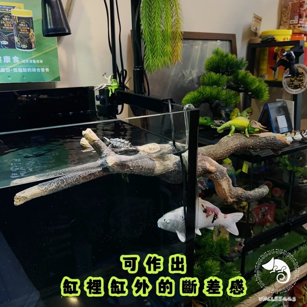 蛋叔叔-MR吸盤式樹枝/爬台/攀爬棒/造景木/棲息木/海芙蓉/海芙蓉/樹枝/造景木/攀爬棍/軟木棍/樹藤/木棒-細節圖3