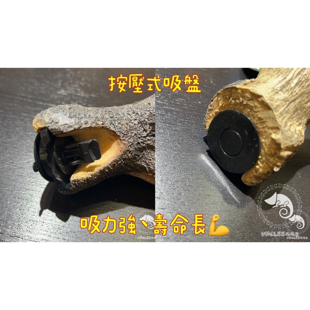 蛋叔叔-MR吸盤式樹枝/爬台/攀爬棒/造景木/棲息木/海芙蓉/海芙蓉/樹枝/造景木/攀爬棍/軟木棍/樹藤/木棒-細節圖6