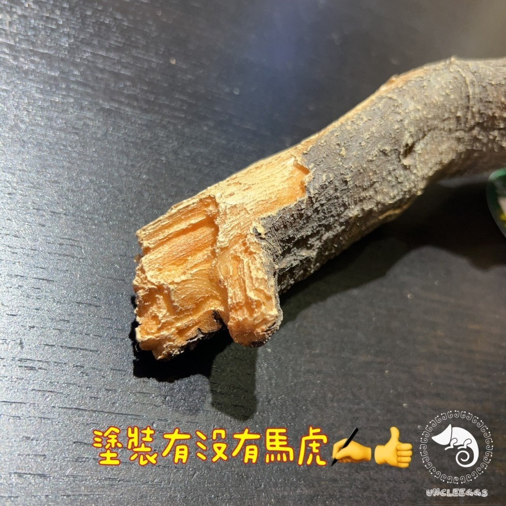 蛋叔叔-MR吸盤式樹枝/爬台/攀爬棒/造景木/棲息木/海芙蓉/海芙蓉/樹枝/造景木/攀爬棍/軟木棍/樹藤/木棒-細節圖10