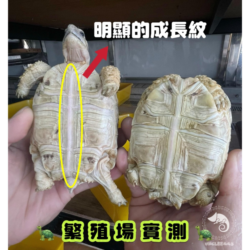 蛋叔叔-維益特-陸龜草本全效飼料/陸龜飼料/烏龜飼料/全天然/益生菌/高纖維/維他命/草本飼料/幼龜飼料/酵素/蘇卡達-細節圖3