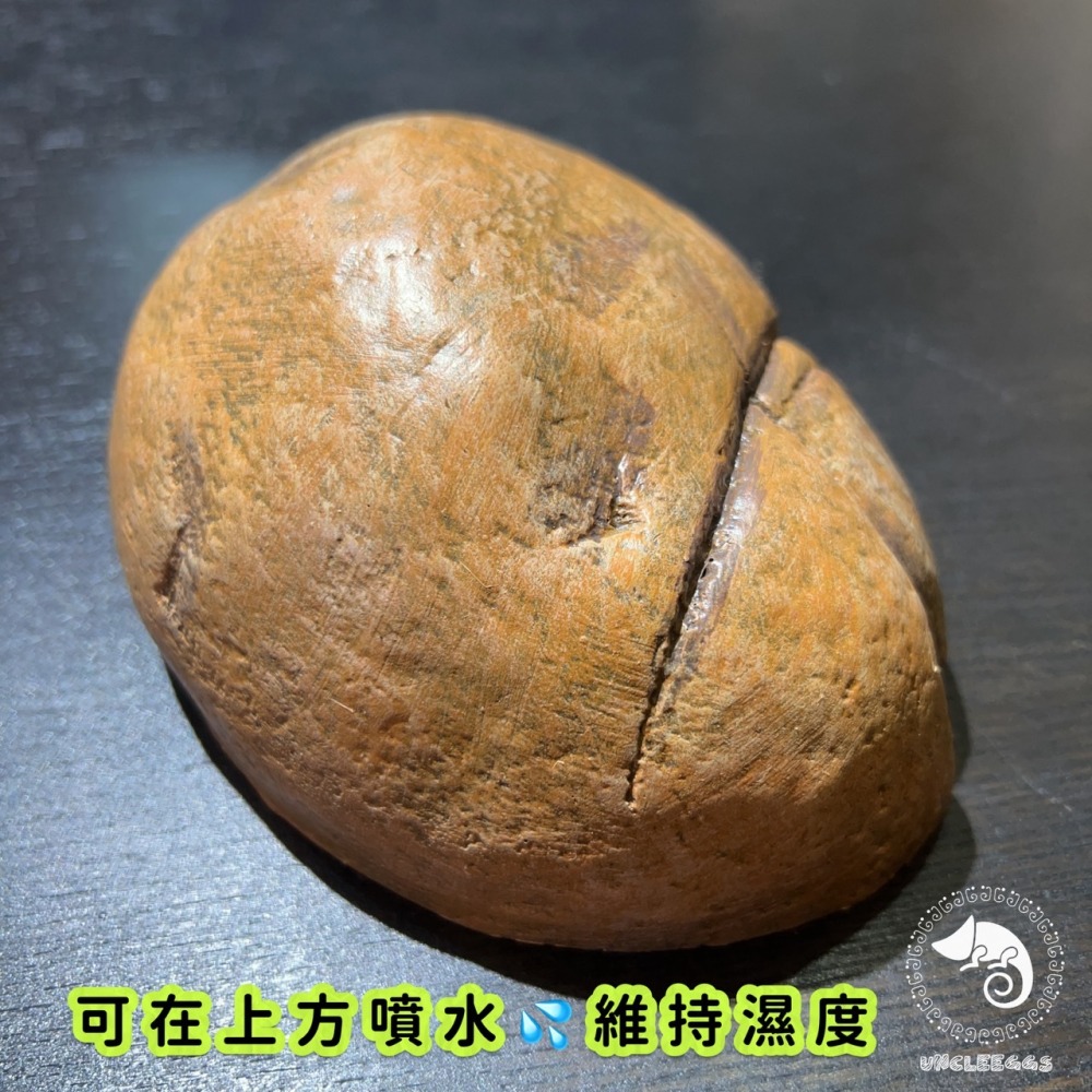 蛋叔叔-爬蟲先生-爬寵躲避屋-石洞/守宮洞/守宮屋/洞穴/造景/保濕/劍毒蛙/玉米蛇/蠍子/蜘蛛/躲避屋/冷點/睡窩-細節圖5