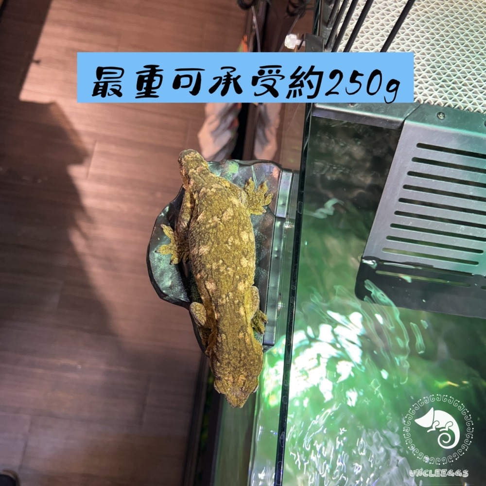 蛋叔叔-NOMO-磁吸式曲面爬台/浮台/爬台/曬台/烏龜島/3D景/紅眼樹蛙/巨人守宮/雨林景/造景/睫角守宮/幼龜爬台-細節圖3