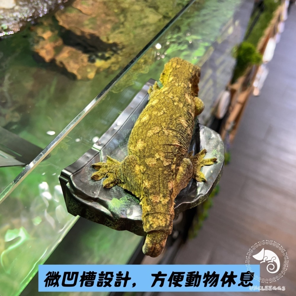蛋叔叔-NOMO-磁吸式曲面爬台/浮台/爬台/曬台/烏龜島/3D景/紅眼樹蛙/巨人守宮/雨林景/造景/睫角守宮/幼龜爬台-細節圖3