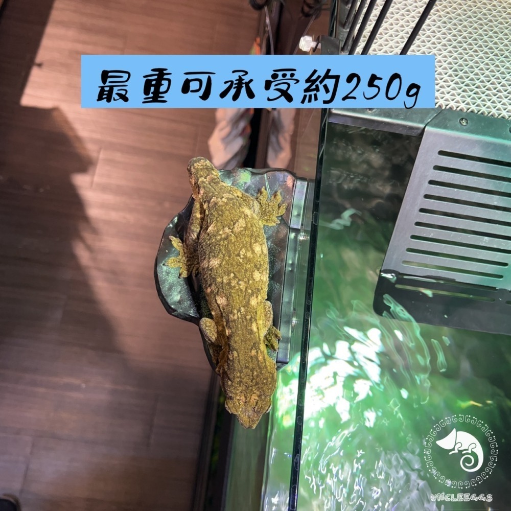 蛋叔叔-NOMO-磁吸式曲面爬台/浮台/爬台/曬台/烏龜島/3D景/紅眼樹蛙/巨人守宮/雨林景/造景/睫角守宮/幼龜爬台-細節圖4