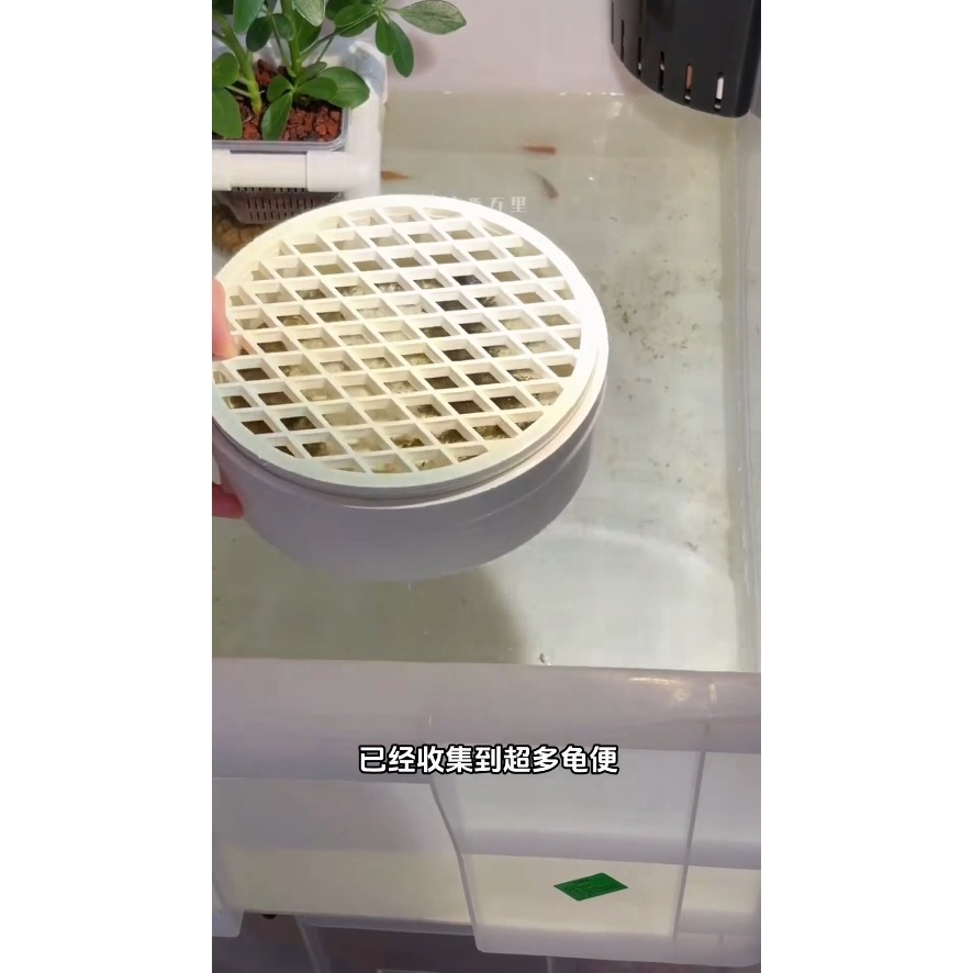 蛋叔叔-魚缸集便盒/烏龜便盒/魚便收集器/大便收集器/集塵盒/延長換水/爬台/墊腳石/懶人缸/過濾器/裸缸清潔/集便器-細節圖2