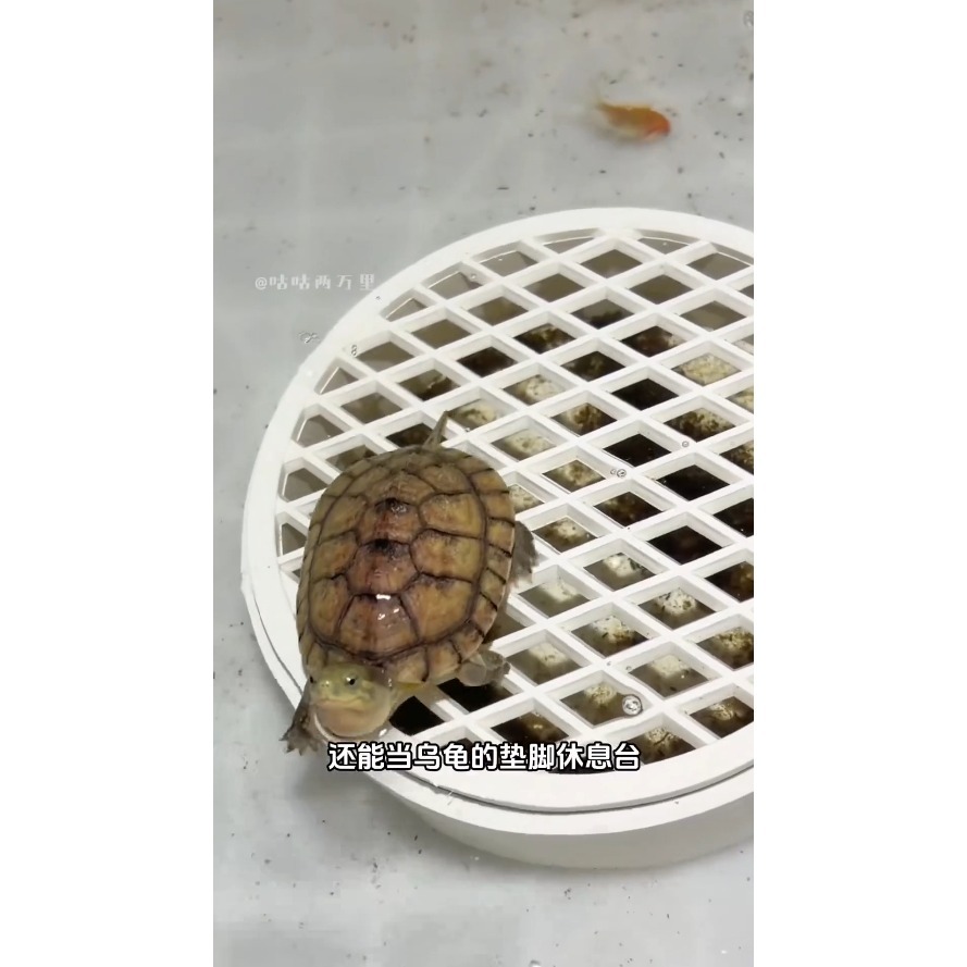 蛋叔叔-魚缸集便盒/烏龜便盒/魚便收集器/大便收集器/集塵盒/延長換水/爬台/墊腳石/懶人缸/過濾器/裸缸清潔/集便器-細節圖3