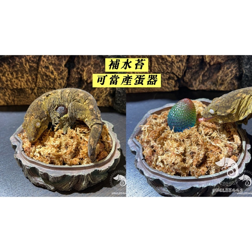 蛋叔叔-陶瓷產蛋樹洞/躲藏洞/躲避屋/加濕洞穴/守宮屋/爬蟲產房/蛋盒/孵蛋盒/產卵器/繁殖/守宮繁殖/守宮洞/躲避屋-細節圖3