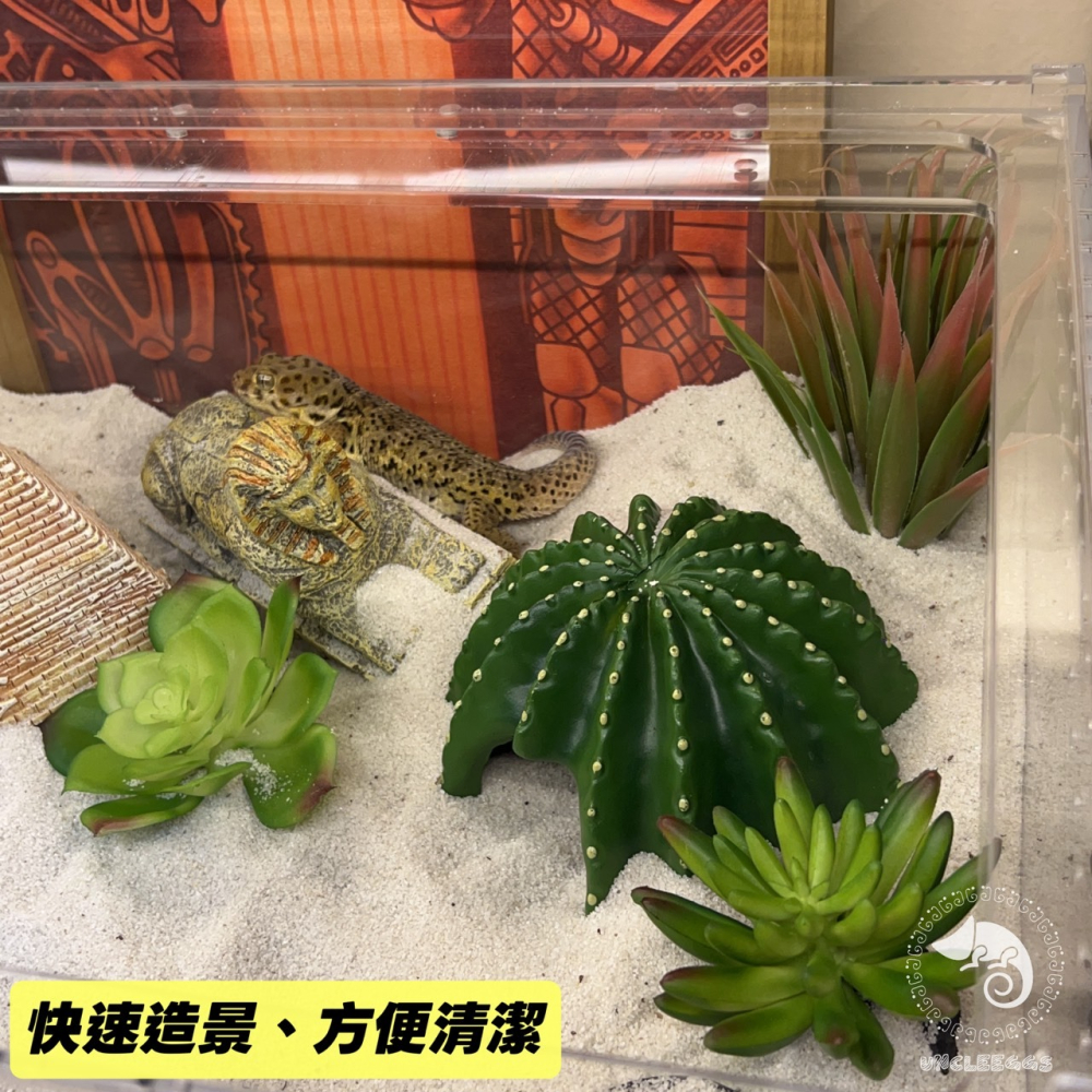蛋叔叔-Komodo-迷你多肉套組/仿真植物/多肉植物/沙漠景/造景/豹紋守宮/肥尾守宮/睫角守宮/巨人守宮/玉米蛇-細節圖2