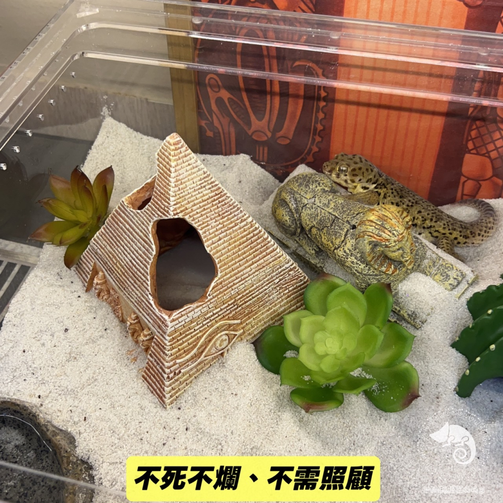 蛋叔叔-Komodo-迷你多肉套組/仿真植物/多肉植物/沙漠景/造景/豹紋守宮/肥尾守宮/睫角守宮/巨人守宮/玉米蛇-細節圖3