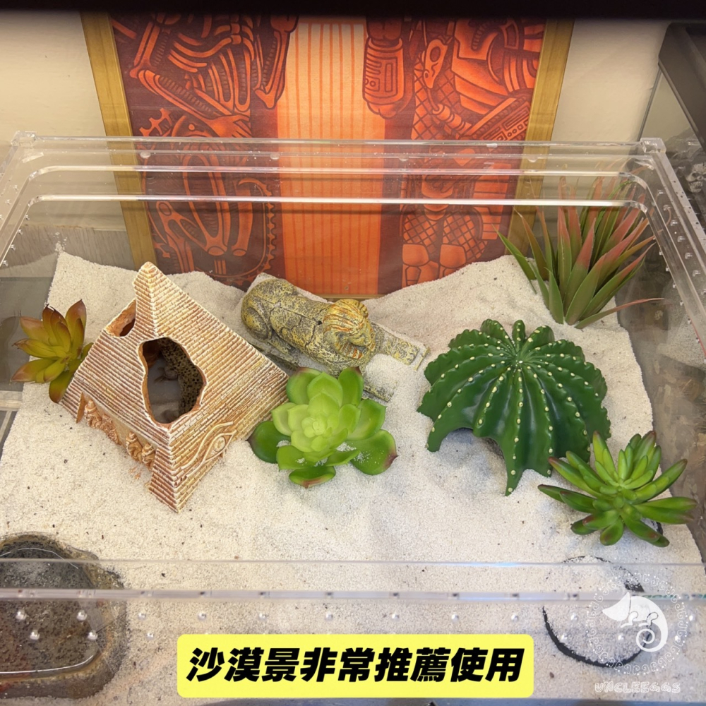 蛋叔叔-Komodo-迷你多肉套組/仿真植物/多肉植物/沙漠景/造景/豹紋守宮/肥尾守宮/睫角守宮/巨人守宮/玉米蛇-細節圖4