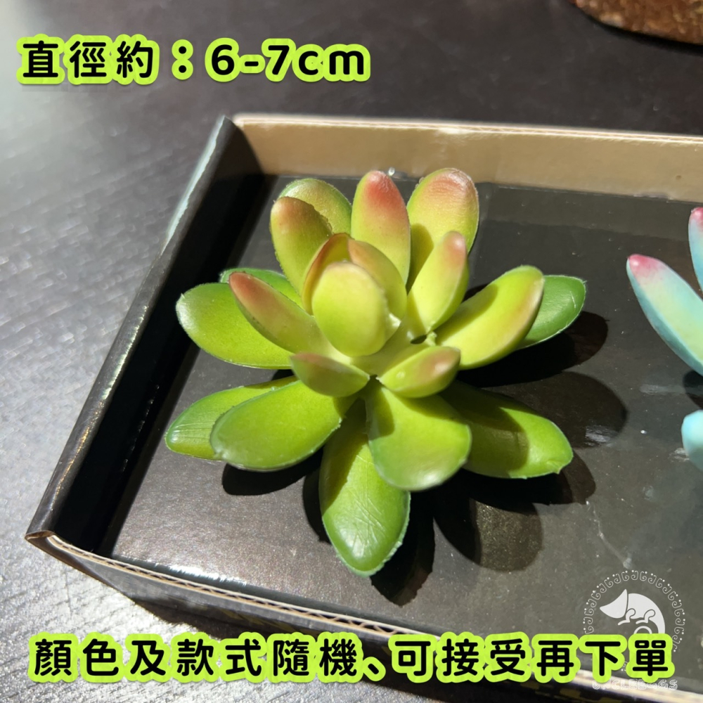 蛋叔叔-Komodo-迷你多肉套組/仿真植物/多肉植物/沙漠景/造景/豹紋守宮/肥尾守宮/睫角守宮/巨人守宮/玉米蛇-細節圖5