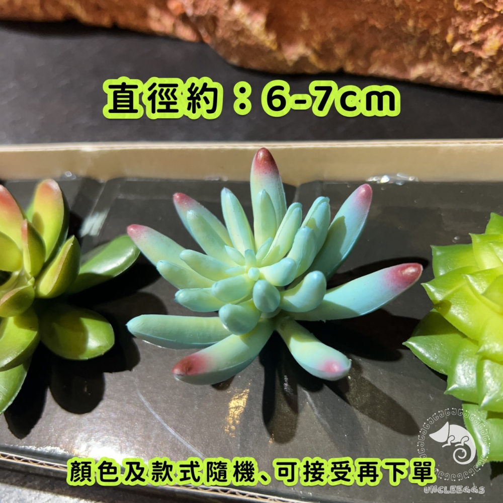 蛋叔叔-Komodo-迷你多肉套組/仿真植物/多肉植物/沙漠景/造景/豹紋守宮/肥尾守宮/睫角守宮/巨人守宮/玉米蛇-細節圖6
