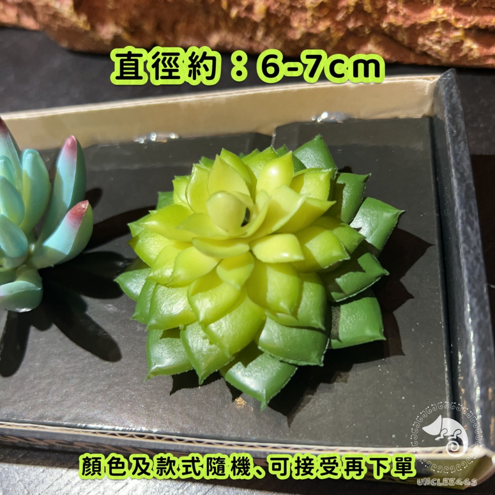 蛋叔叔-Komodo-迷你多肉套組/仿真植物/多肉植物/沙漠景/造景/豹紋守宮/肥尾守宮/睫角守宮/巨人守宮/玉米蛇-細節圖7