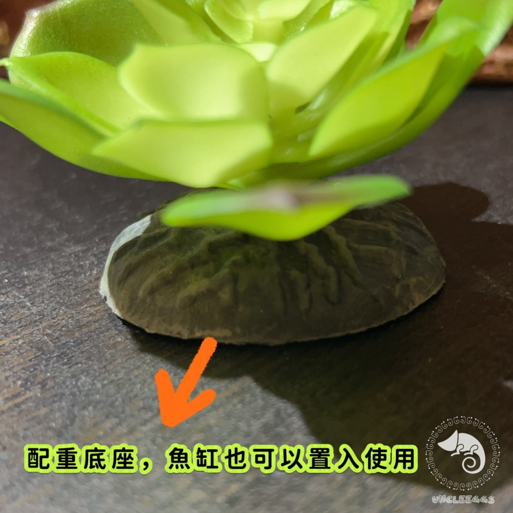 蛋叔叔-Komodo-迷你多肉套組/仿真植物/多肉植物/沙漠景/造景/豹紋守宮/肥尾守宮/睫角守宮/巨人守宮/玉米蛇-細節圖8