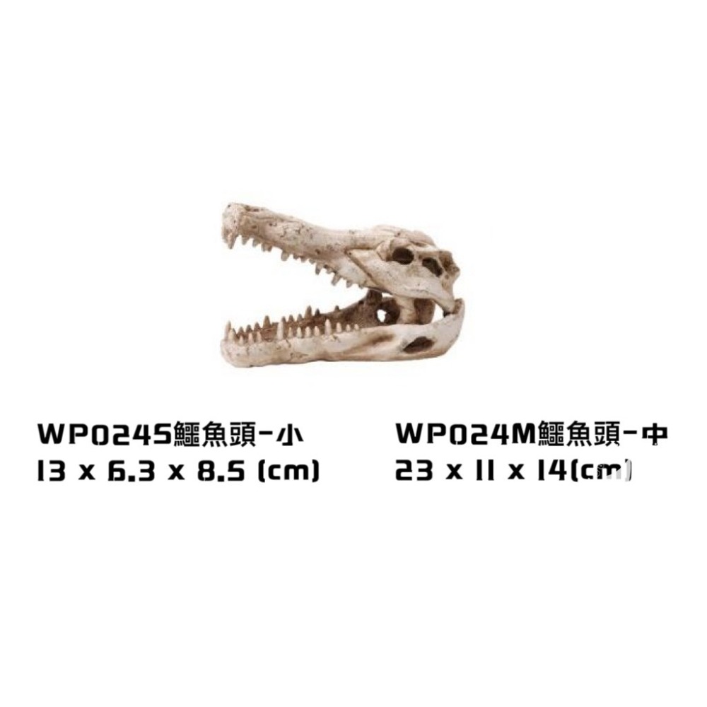 蛋叔叔-鱷魚頭骨/飾品/曬台/骨頭/造景/蜥蜴/球蟒/磨甲/脫皮/爬台/沙漠景/擺飾/水族造景WP024S/WP024M-細節圖2