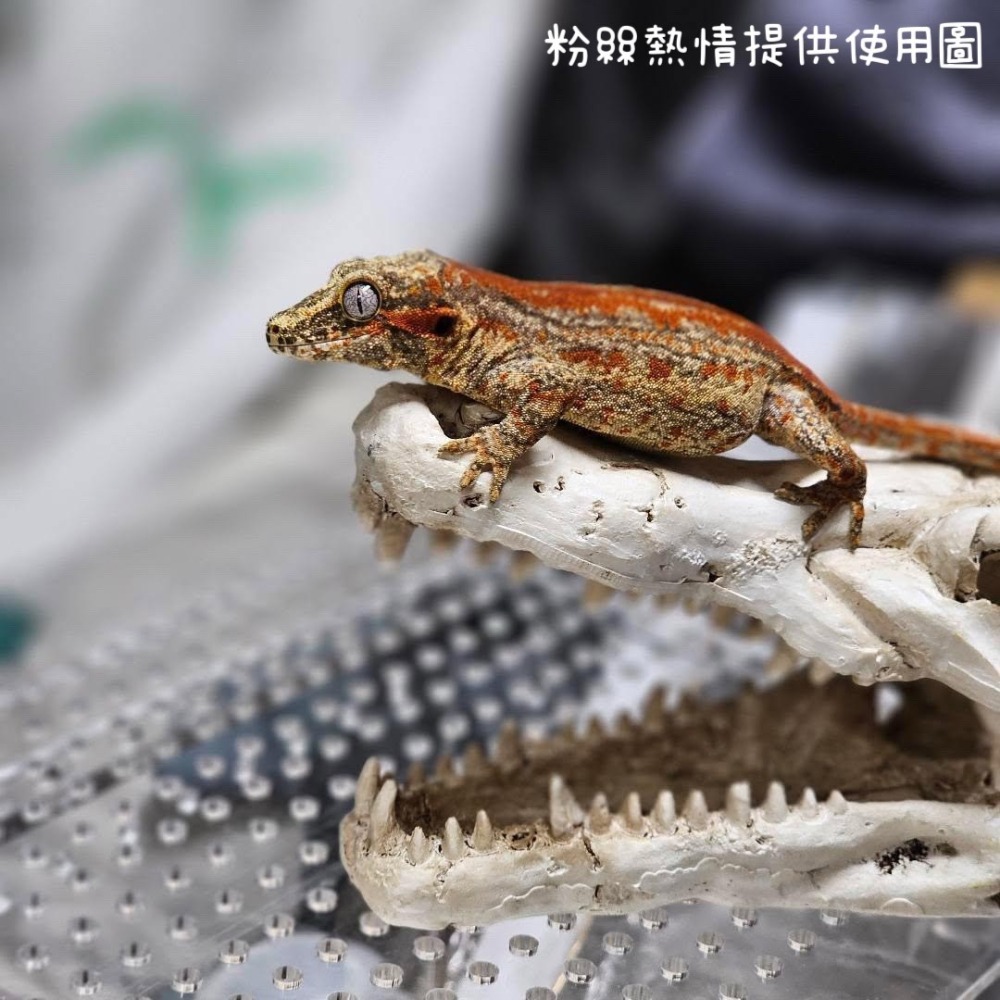 蛋叔叔-鱷魚頭骨/飾品/曬台/骨頭/造景/蜥蜴/球蟒/磨甲/脫皮/爬台/沙漠景/擺飾/水族造景WP024S/WP024M-細節圖3