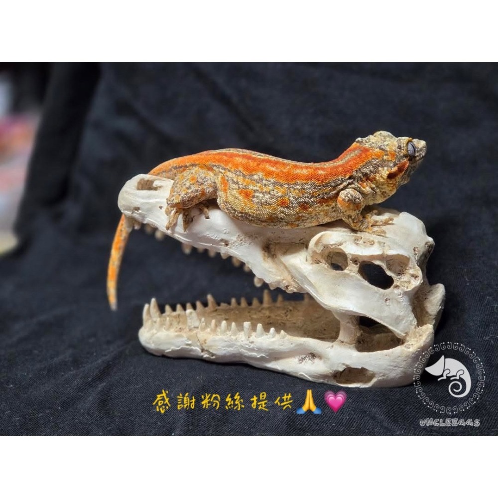 蛋叔叔-鱷魚頭骨/飾品/曬台/骨頭/造景/蜥蜴/球蟒/磨甲/脫皮/爬台/沙漠景/擺飾/水族造景WP024S/WP024M-細節圖4