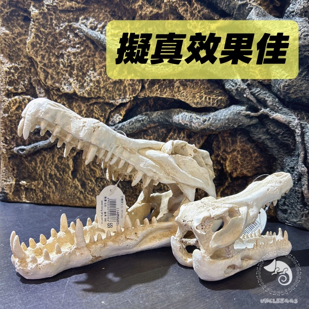 蛋叔叔-鱷魚頭骨/飾品/曬台/骨頭/造景/蜥蜴/球蟒/磨甲/脫皮/爬台/沙漠景/擺飾/水族造景WP024S/WP024M-細節圖7