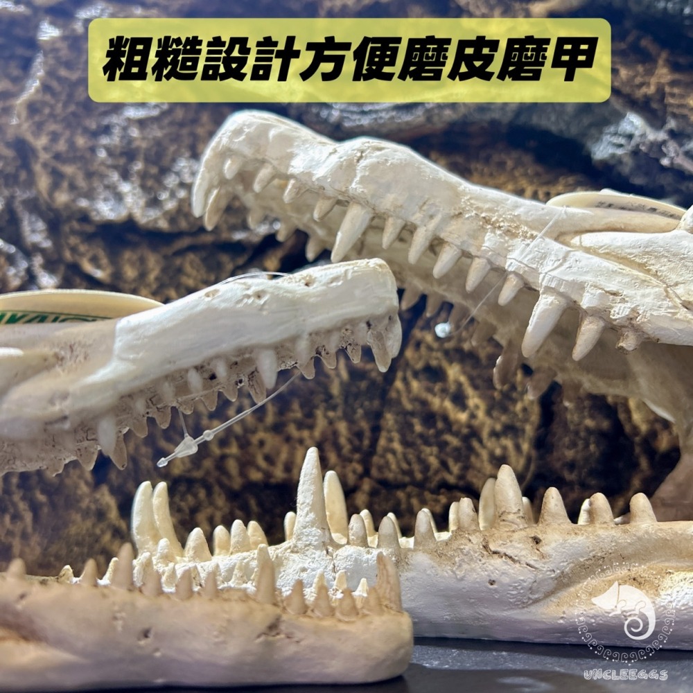 蛋叔叔-鱷魚頭骨/飾品/曬台/骨頭/造景/蜥蜴/球蟒/磨甲/脫皮/爬台/沙漠景/擺飾/水族造景WP024S/WP024M-細節圖8