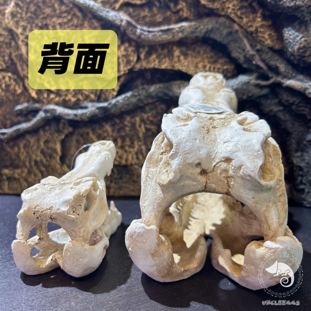 蛋叔叔-鱷魚頭骨/飾品/曬台/骨頭/造景/蜥蜴/球蟒/磨甲/脫皮/爬台/沙漠景/擺飾/水族造景WP024S/WP024M-細節圖9