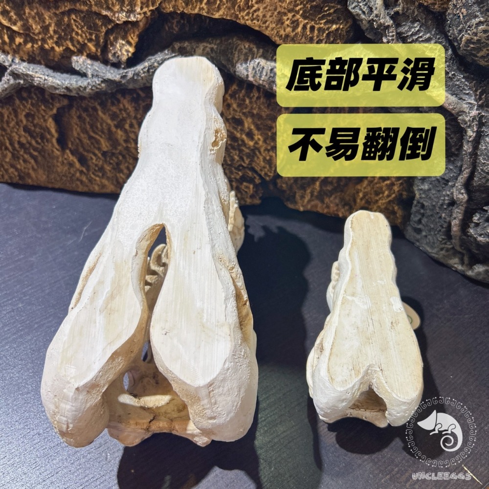 蛋叔叔-鱷魚頭骨/飾品/曬台/骨頭/造景/蜥蜴/球蟒/磨甲/脫皮/爬台/沙漠景/擺飾/水族造景WP024S/WP024M-細節圖10
