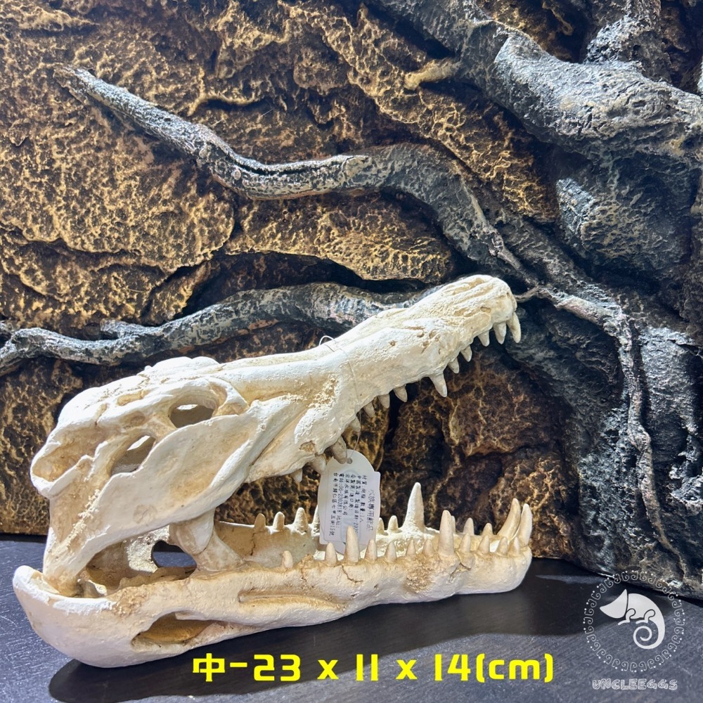 蛋叔叔-鱷魚頭骨/飾品/曬台/骨頭/造景/蜥蜴/球蟒/磨甲/脫皮/爬台/沙漠景/擺飾/水族造景WP024S/WP024M-規格圖10