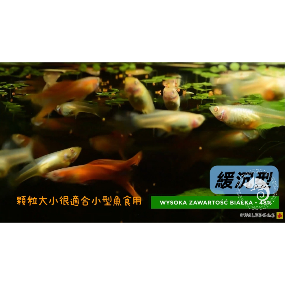 蛋叔叔-德比克-Tropical-燈科孔雀魚滿漢全餐/緩沉型/小魚飼料/燈魚飼料/鬥魚飼料/米蝦飼料/燈魚飼料/螺旋藻-細節圖4