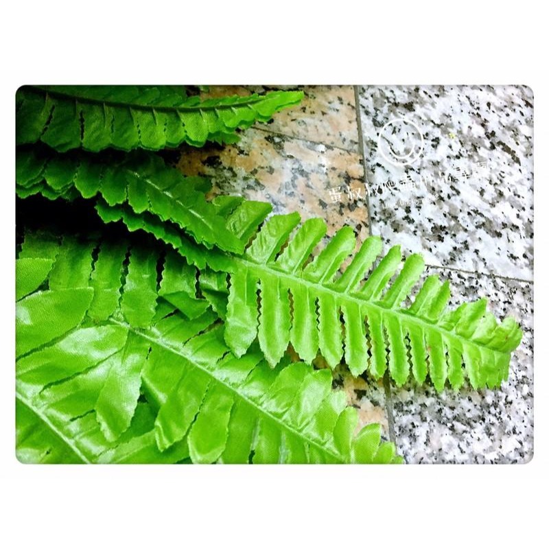 蛋叔叔-仿真植物/波斯蕨/蔓綠絨/熱帶雨林/兩棲/樹蛙/變色龍/睫角守宮/造景缸/雨林缸/設計缸/變色龍/樹巨蜥-細節圖2