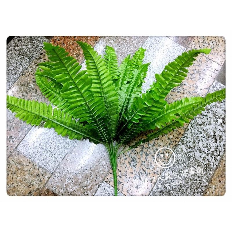 蛋叔叔-仿真植物/波斯蕨/蔓綠絨/熱帶雨林/兩棲/樹蛙/變色龍/睫角守宮/造景缸/雨林缸/設計缸/變色龍/樹巨蜥-細節圖3