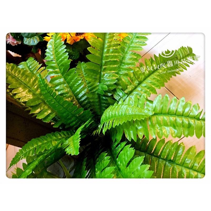 蛋叔叔-仿真植物/波斯蕨/蔓綠絨/熱帶雨林/兩棲/樹蛙/變色龍/睫角守宮/造景缸/雨林缸/設計缸/變色龍/樹巨蜥-細節圖4