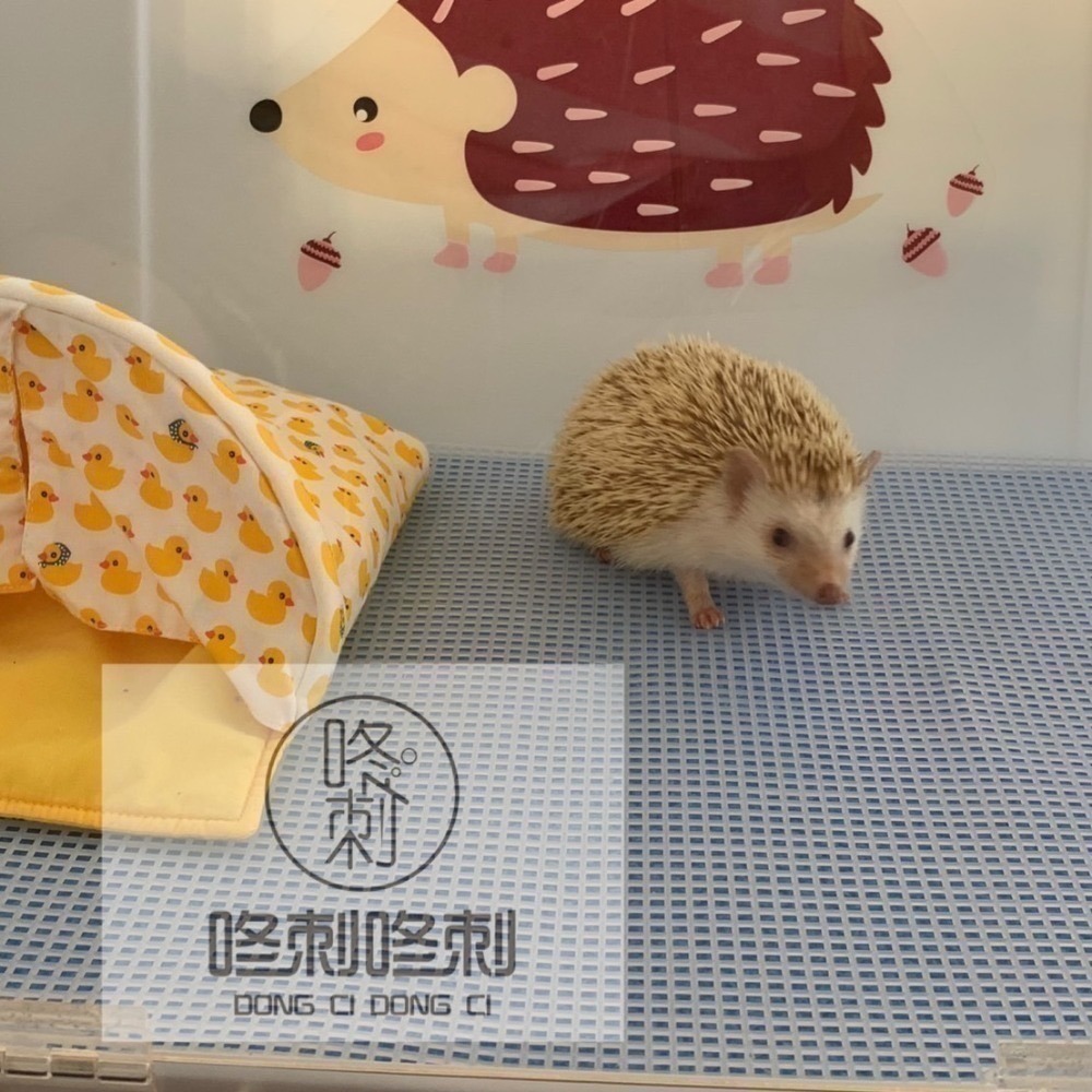 咚刺咚刺 刺蝟 防掀網格 防掀小物 飼養箱防掀方格墊-細節圖5