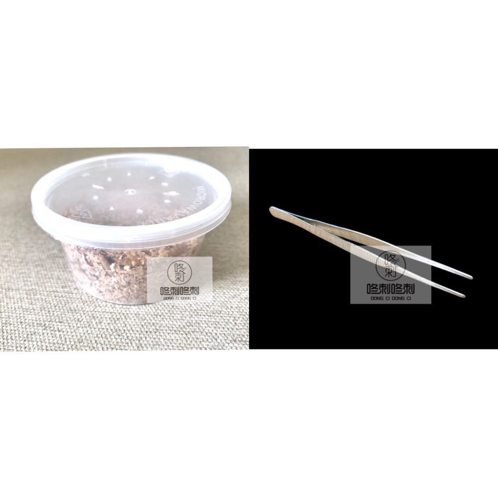 咚刺咚刺 新鮮麵包蟲 刺蝟 蜜袋鼯 鼠鼠 坐月子 營養補充 零食-細節圖5