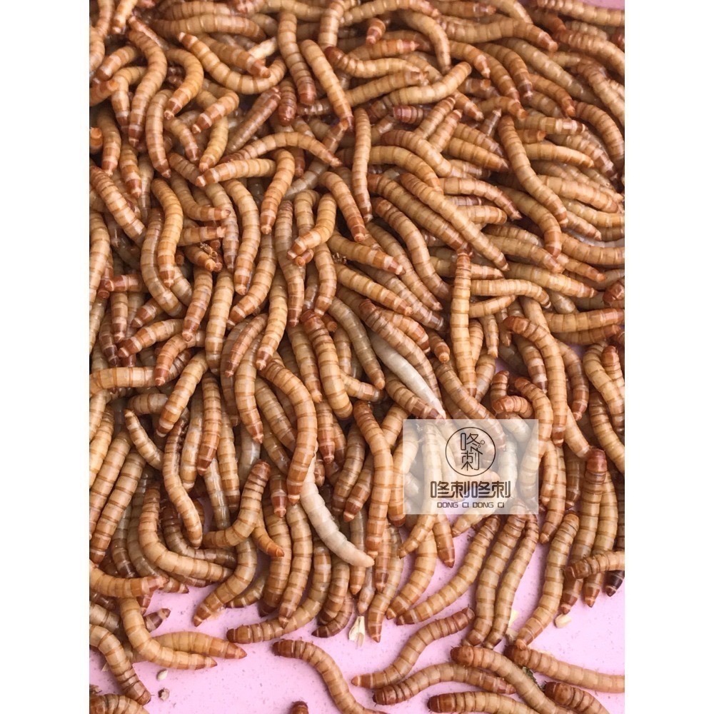 咚刺咚刺 新鮮麵包蟲 刺蝟 蜜袋鼯 鼠鼠 坐月子 營養補充 零食-細節圖2