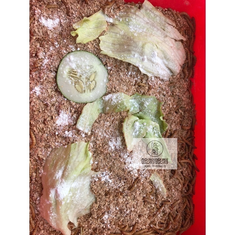 咚刺咚刺 新鮮麵包蟲 刺蝟 蜜袋鼯 鼠鼠 坐月子 營養補充 零食-細節圖3