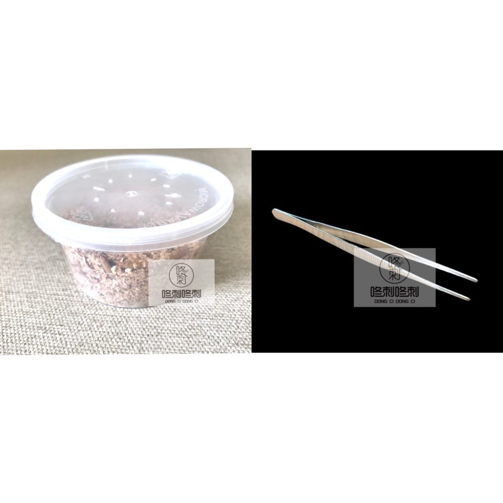 咚刺咚刺 新鮮麵包蟲 刺蝟 蜜袋鼯 鼠鼠 坐月子 營養補充 零食-規格圖6